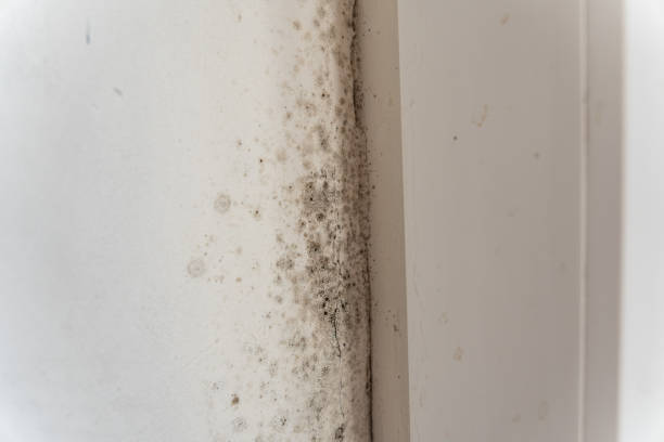 Hustisford, WI Mold Removal Company